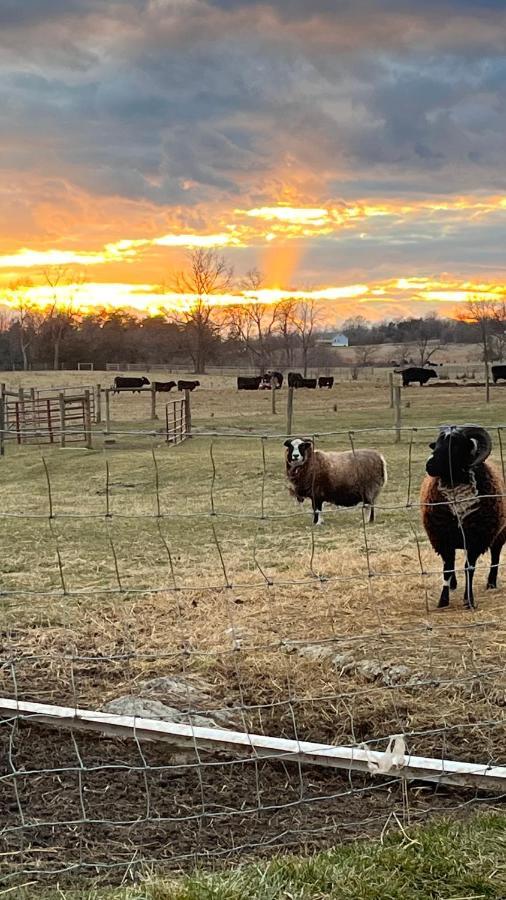 Shenandoah Valley Glamping - Amazing Views - Farm Edinburg Bagian luar foto
